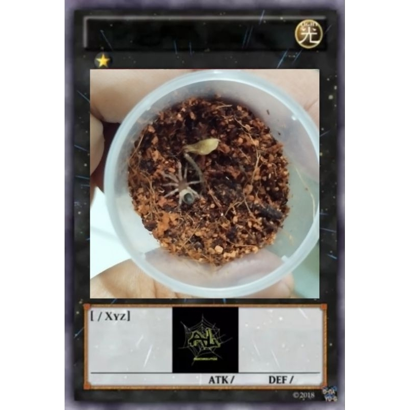 (Tarantula) Brachypelma Boehmei sling