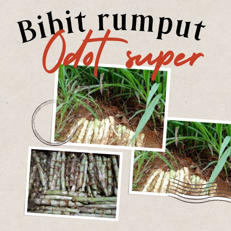 bibit rumput odot super