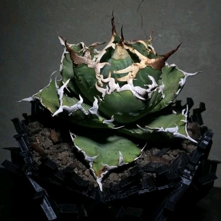 Agave titanota Solar Eclipse small