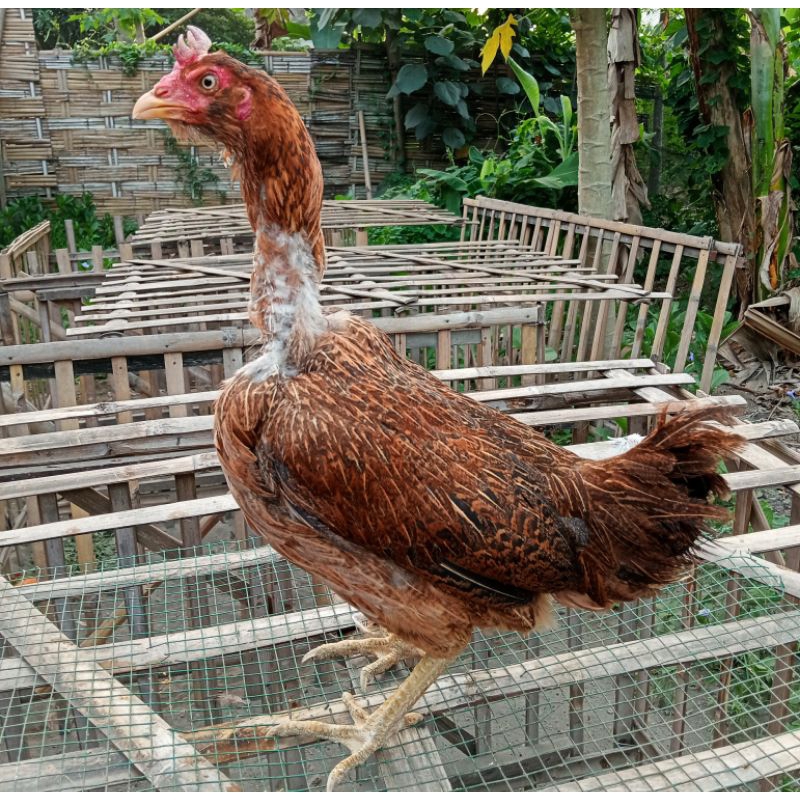 Telur Tetas Telur Ayam Fertil Ayam Aduan Pluker Cros Mangon