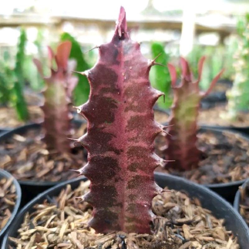 Kaktus Sukulen Euphorbia Trigona Merah