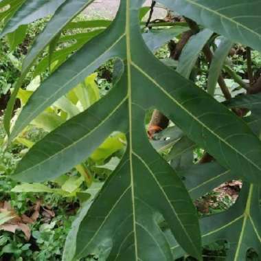

daun sukun hijauu segarr