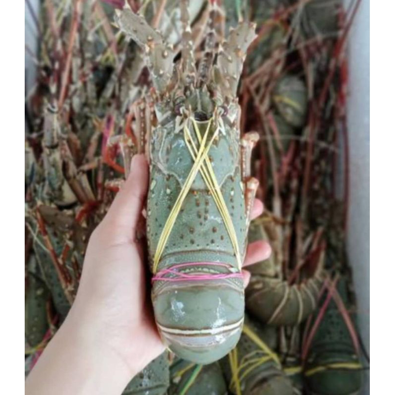 

Lobster Laut Frozen ukuran 300up (1kg isi 3Ekor)