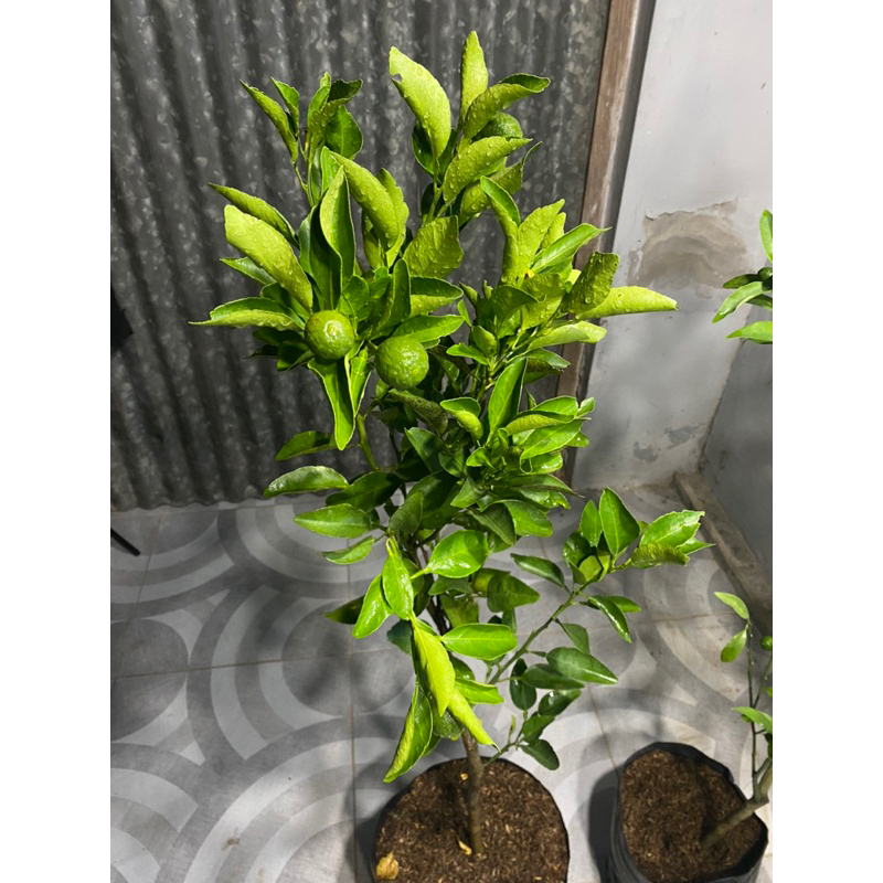 JERUK DEKOPON BERBUAH