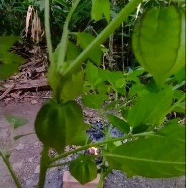 

DAUN DAN POHON CIPLUKAN/CECENDET FRESH