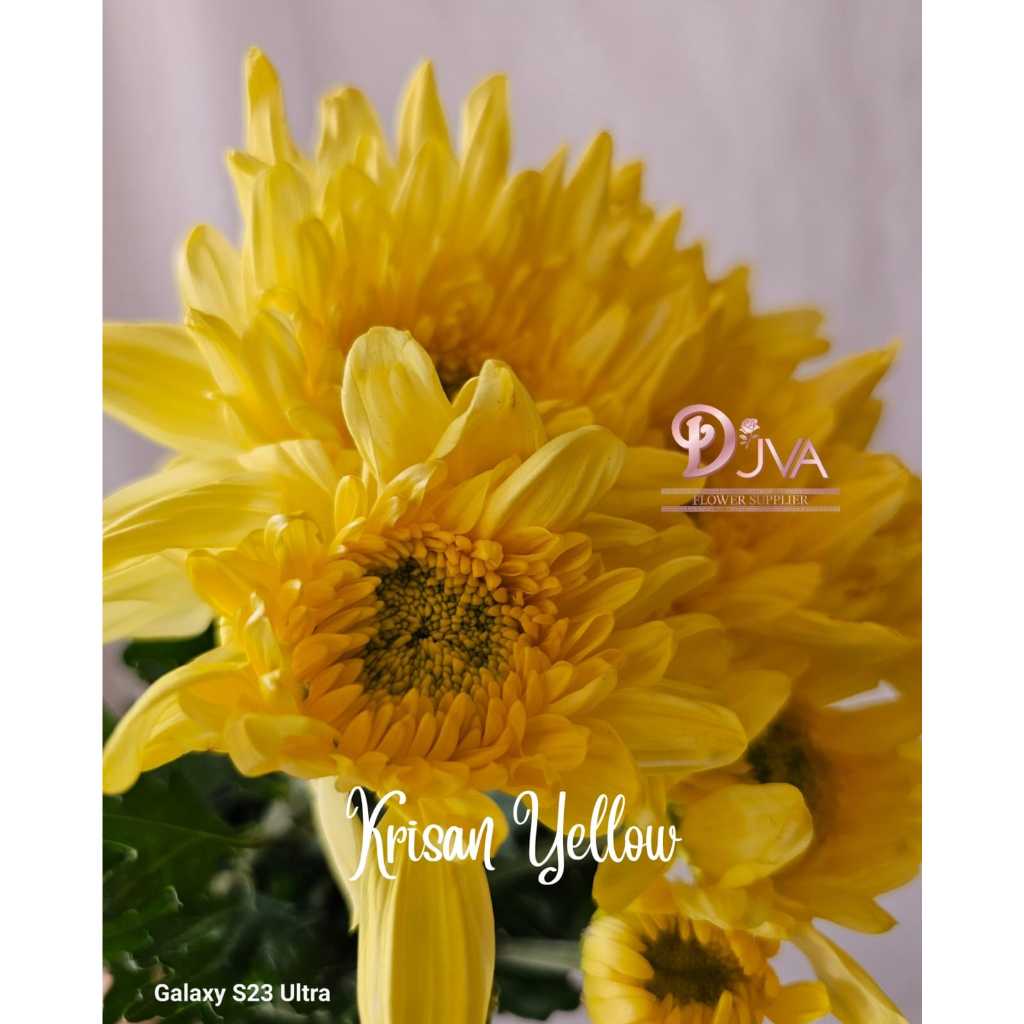 Bunga Potong/Fresh Flower Krisan  Bunga Segar Dekorasi Bunga Segar