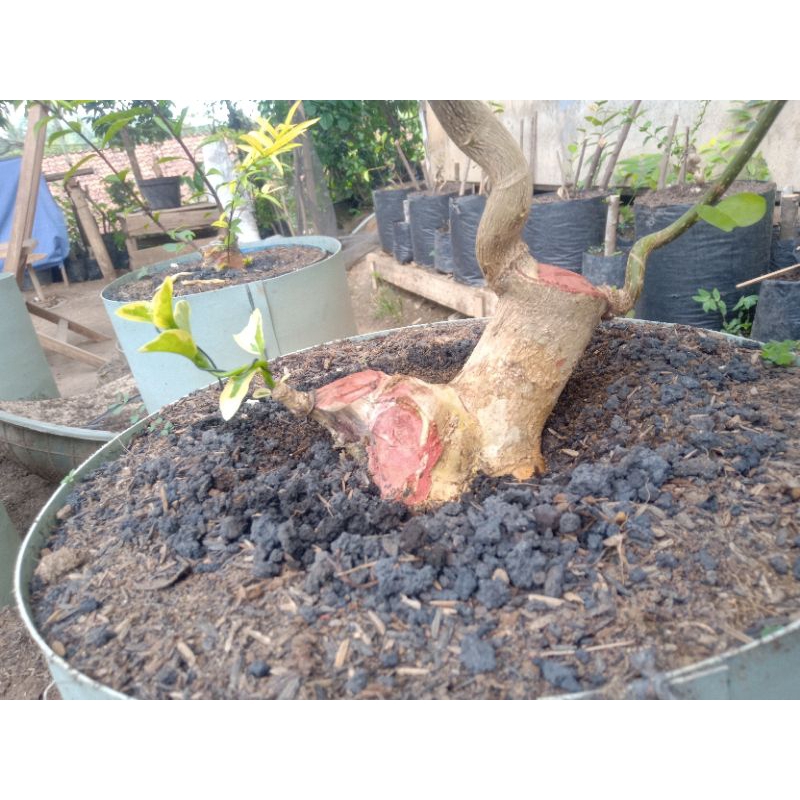 Bonsai Wacang Twin Exspresionis