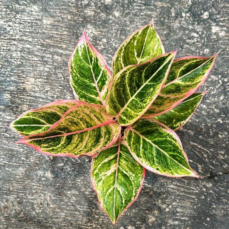 Aglonema Dejavu