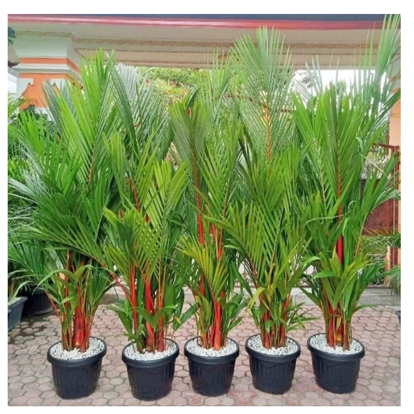 Tanaman Pohon Palm Merah 1 meter - Tanaman Hias Palem - Tanaman Pinang Merah 1 meter an