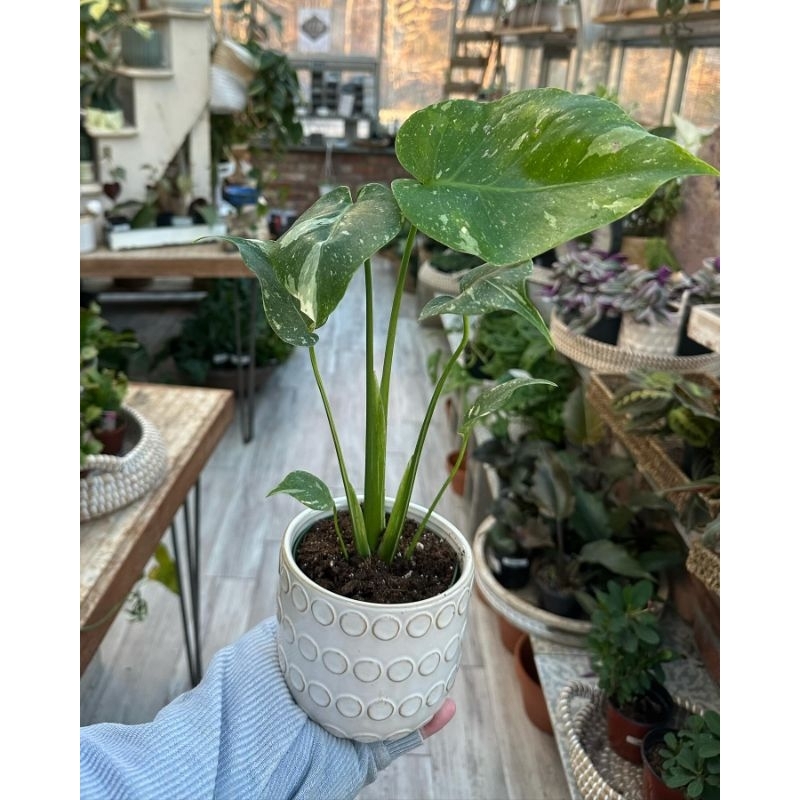 Monthai / Monstera Thailand / Monstera Thailand Constellation