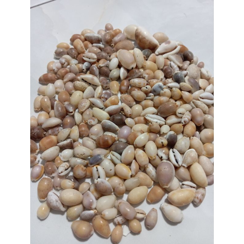 cangkang kerang kuwuk mix 100 gram