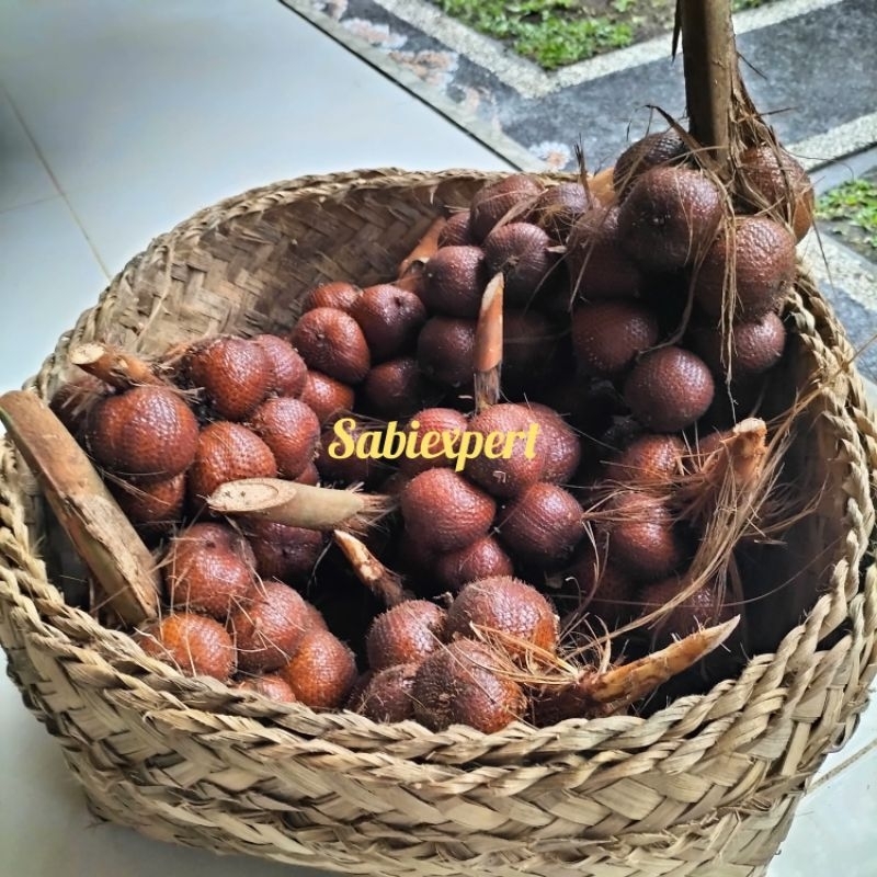 

Salak Bali Asli Ukuran Sedang (1Kg)