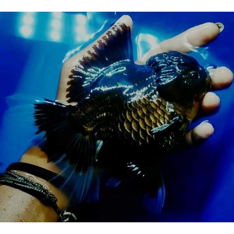Mas Koki Oranda Black Super