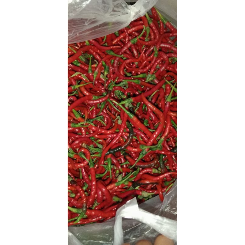 

cabai keriting 100 gr
