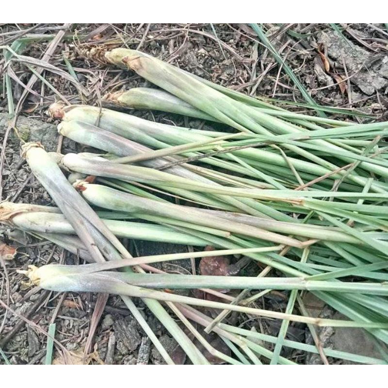 10 Pcs Bibit Serai Wangi Serai Bumbu / Bibit Serai Putih Mudah Tumbuh
