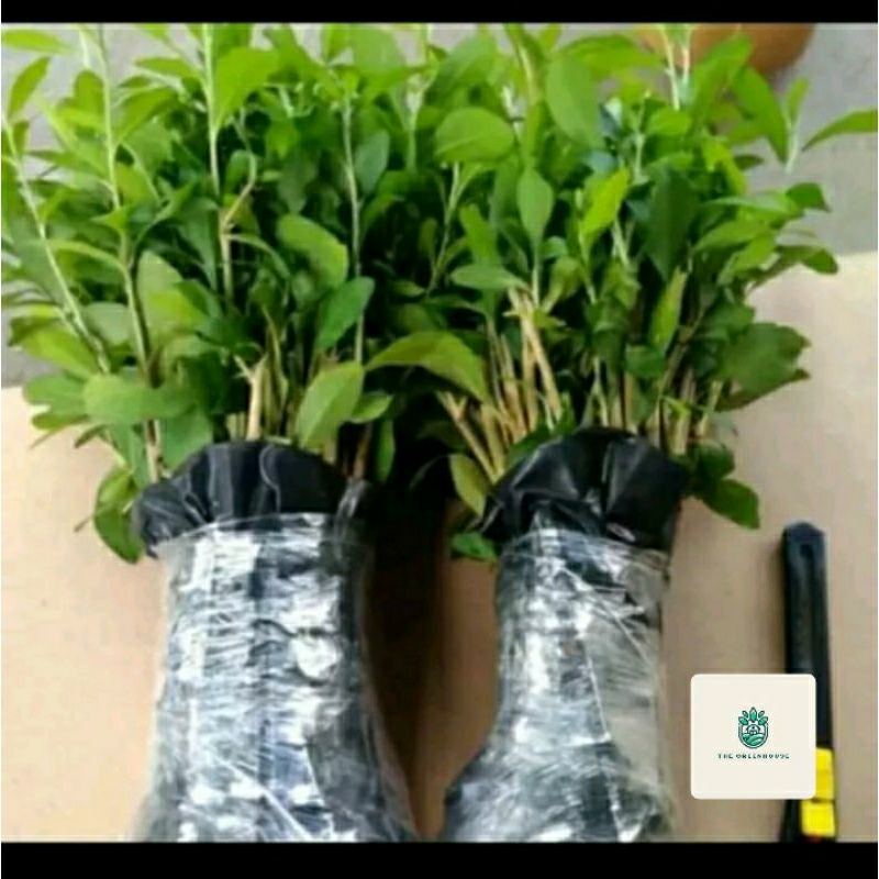 TERMURAH TANAMAN HIAS LEE KWAN YEW 65 BATANG - LEE KWAN YU - TANAMAN HIDUP