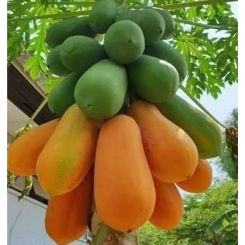 

Pepaya Madu 1kg Manis Segar Baru Premium