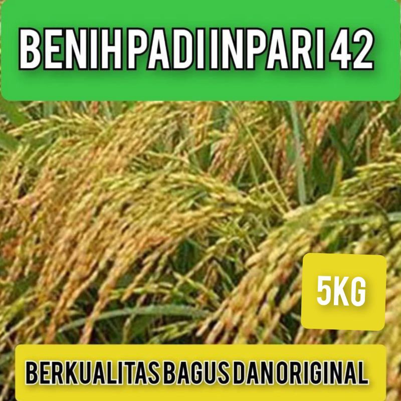 BIBIT PADI INPARI 42 BERKUALITAS KEMASAN 5KG
