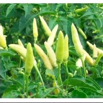 pohon cabe rawit putih - tanaman cabe rawit putih