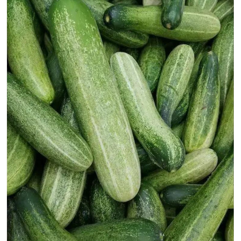 

Timun mentimun bonteng super 500gr