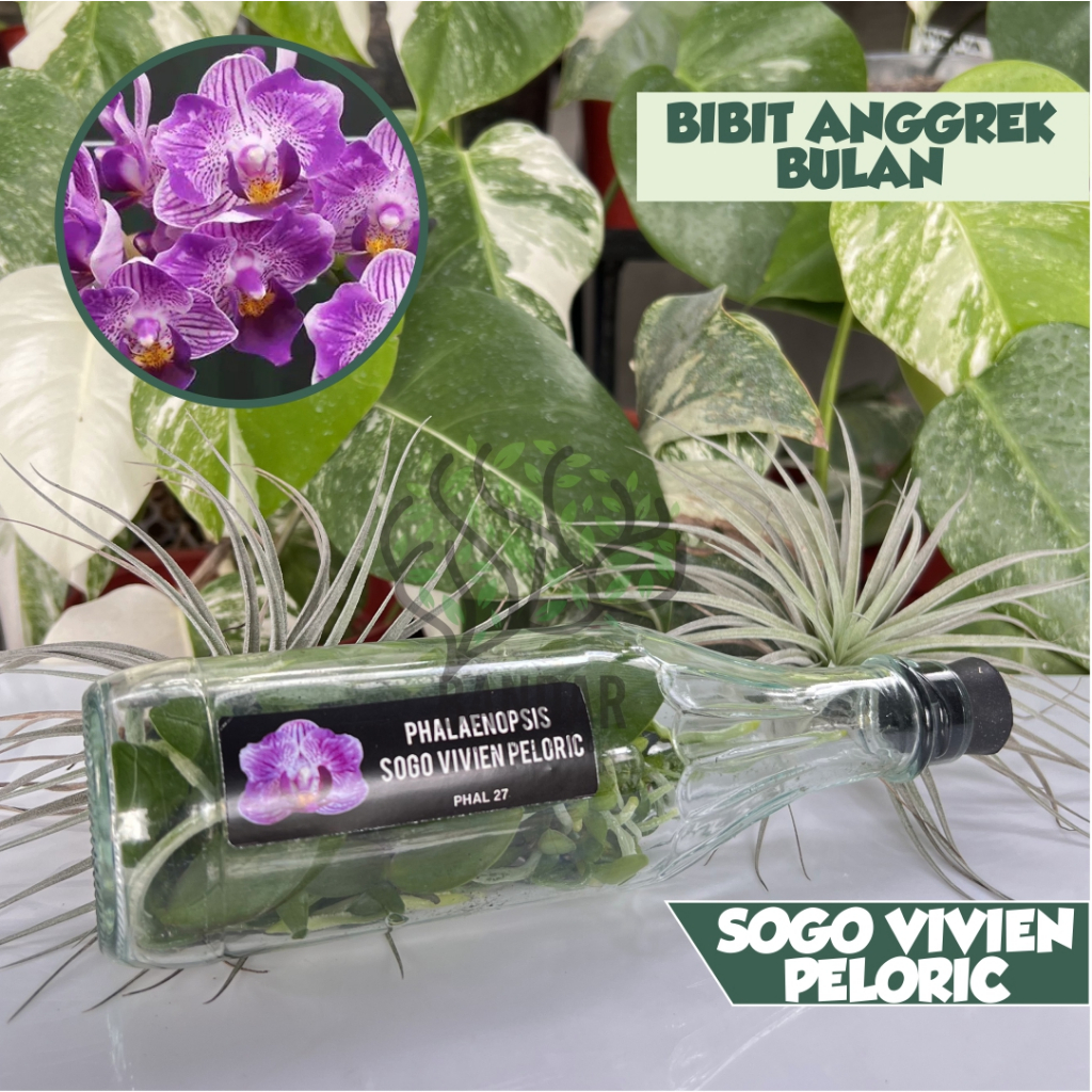 Bibit Anggrek Bulan Koleksi Botolan Sogo  Vivien Peloric Phalaenopsis Langka