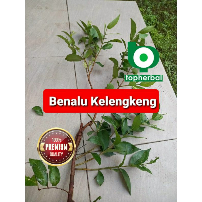 

Benalu Kelengkeng Kering 500 Gram