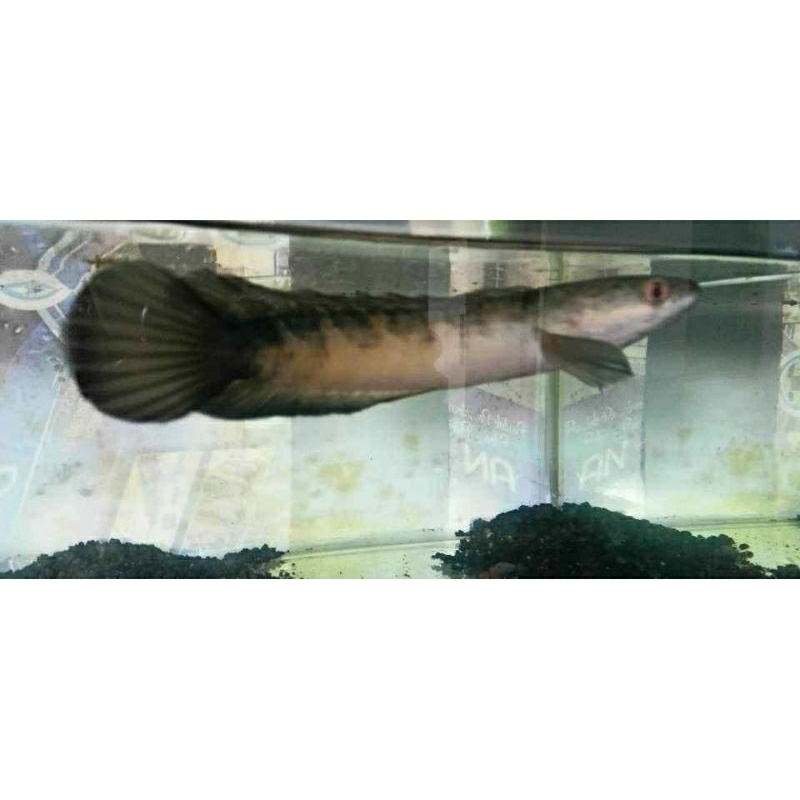 chana red barito 25cm mantap