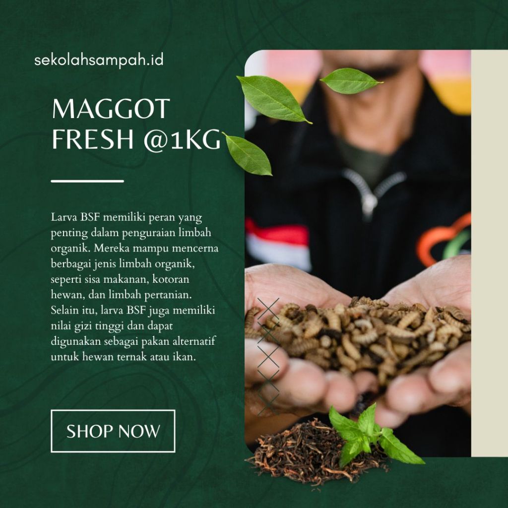 Maggot BSF Fresh