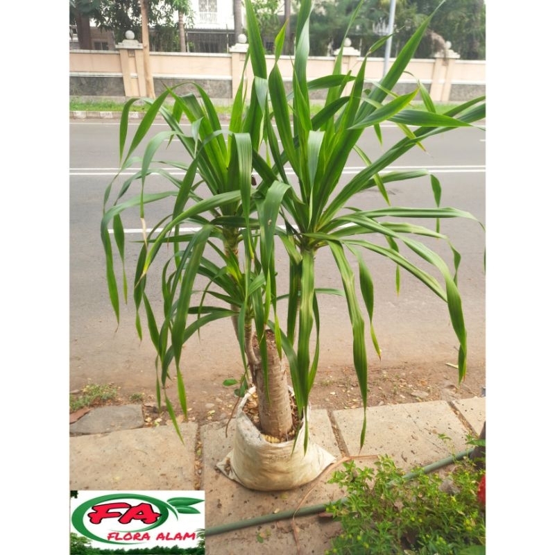 Tanaman Hias Pandan Bali Bercabang