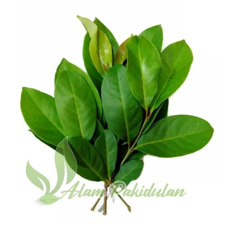 

Daun Salam Wangi perlembar / Daun Salam Bumbu Penyedap Rasa