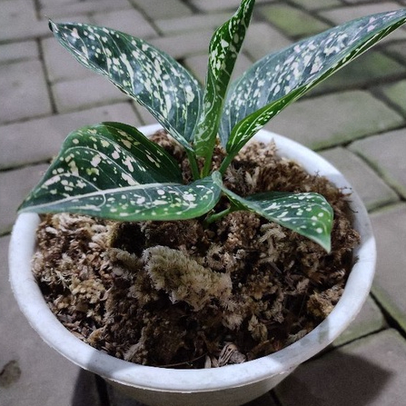 Aglonema SitiNurbaya |size remaja|