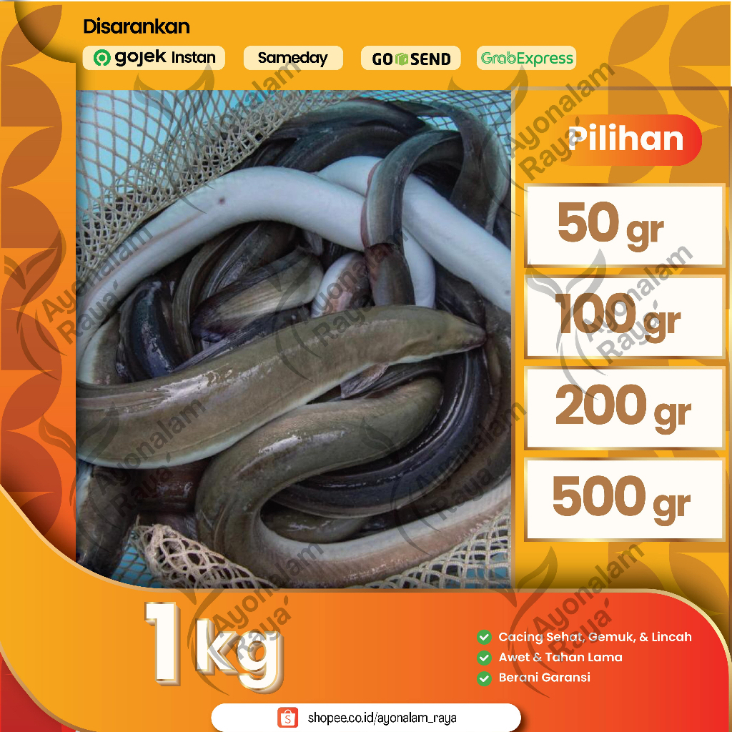Ikan Sidat Konsumsi Hidup - Unagi Fillet Segar Fresh 1Kg