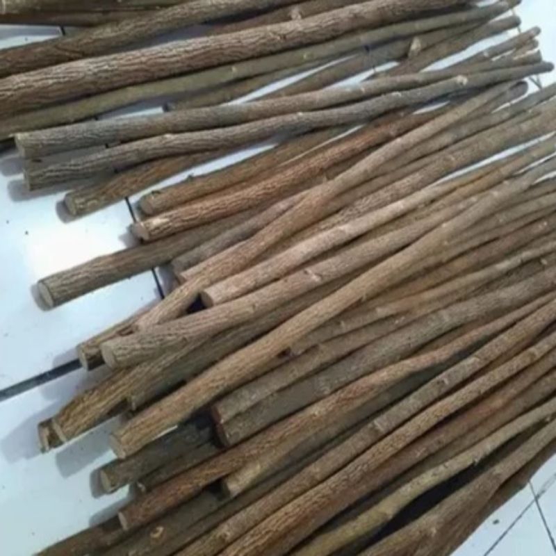 Tangkringan  kayu asem Kacer murai anis