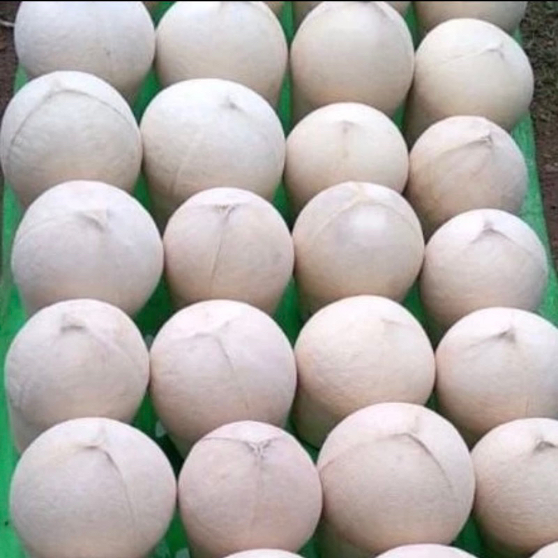 

Kelapa Pandan Thailand Batok