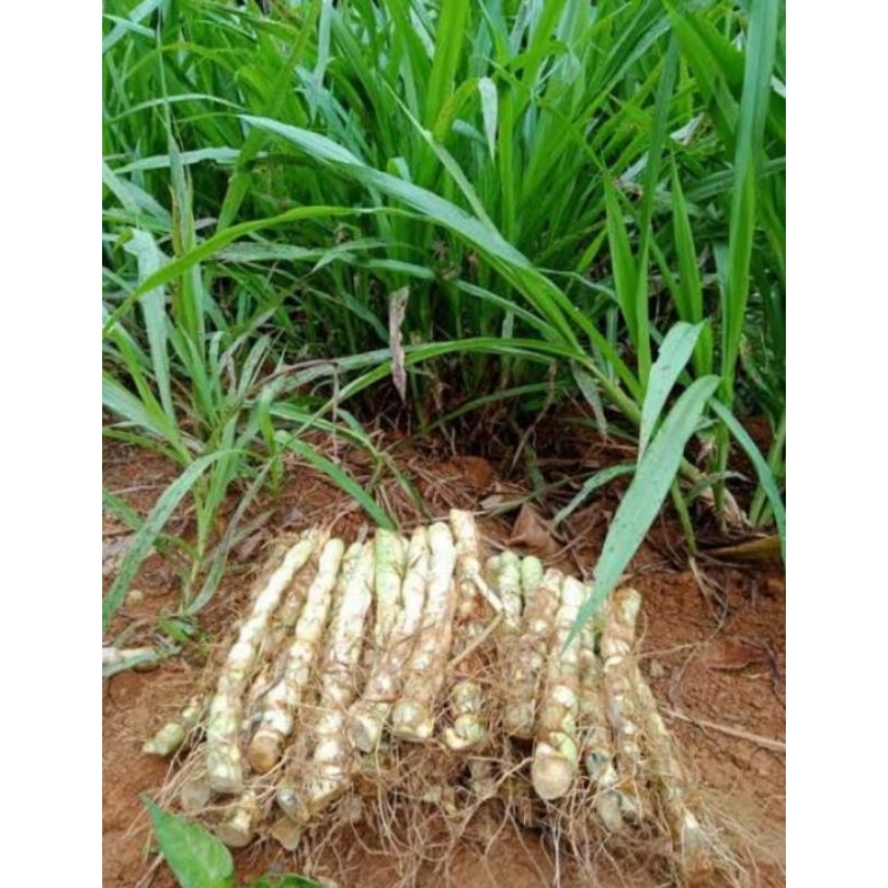 BIBIT RUMPUT ODOD PAKAN SAPI KAMBING