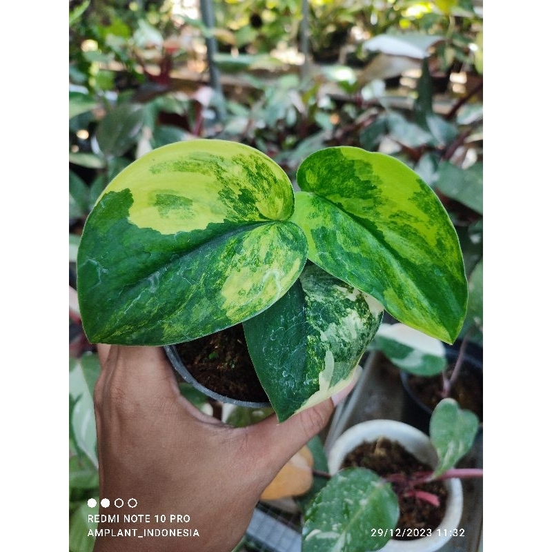 Scindapsus Jadesatin Varigata