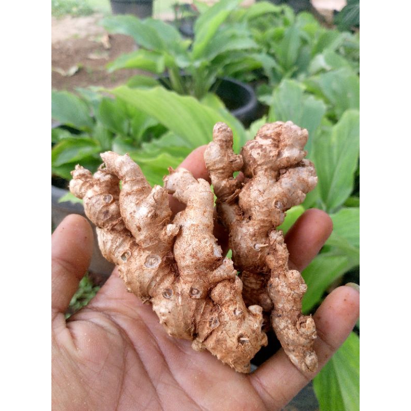 

jahe emprit fres segar/1kg