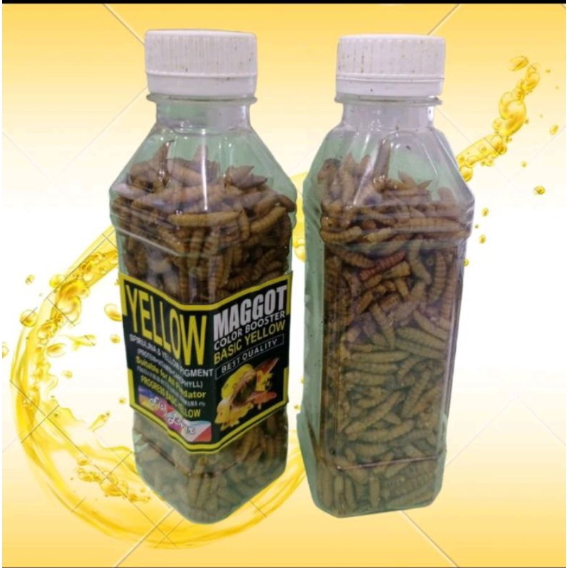 Makanan Ikan chana FISH LOVER MAGGOT BOTOL Red Blue Yellow 60gr