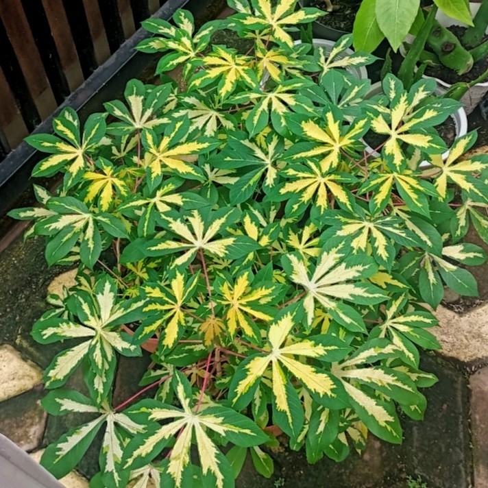 Pohon Singkong hias variegta casava kuning cerah rimbun