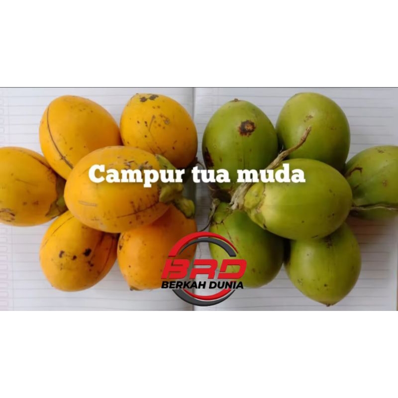 

Buah pinang tua muda 1kg