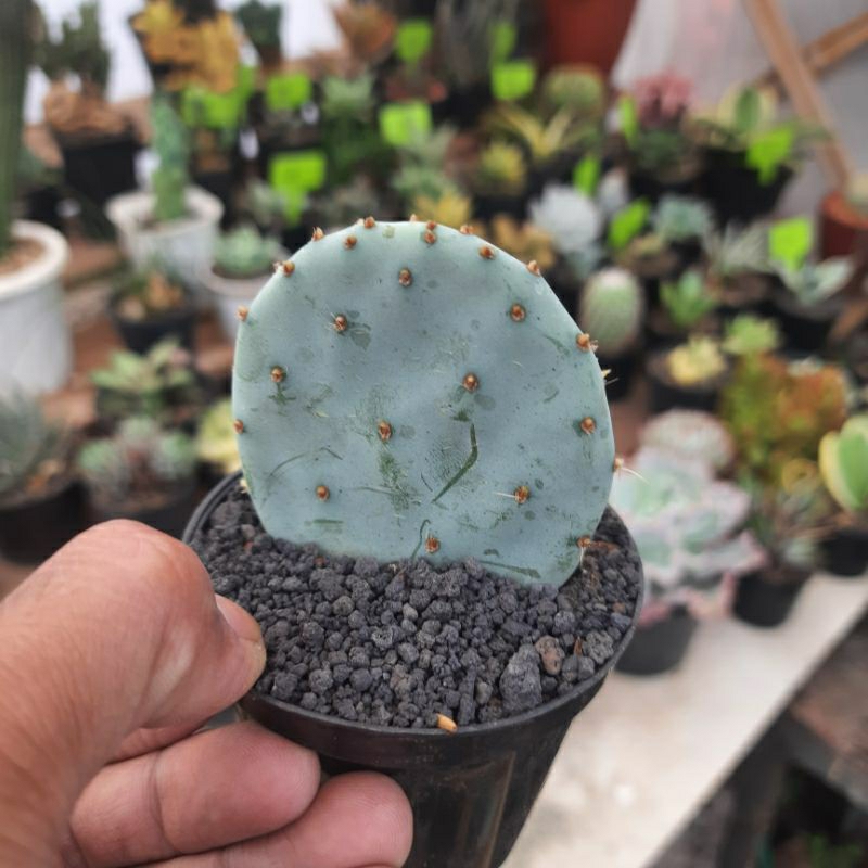 opuntia robusta blue