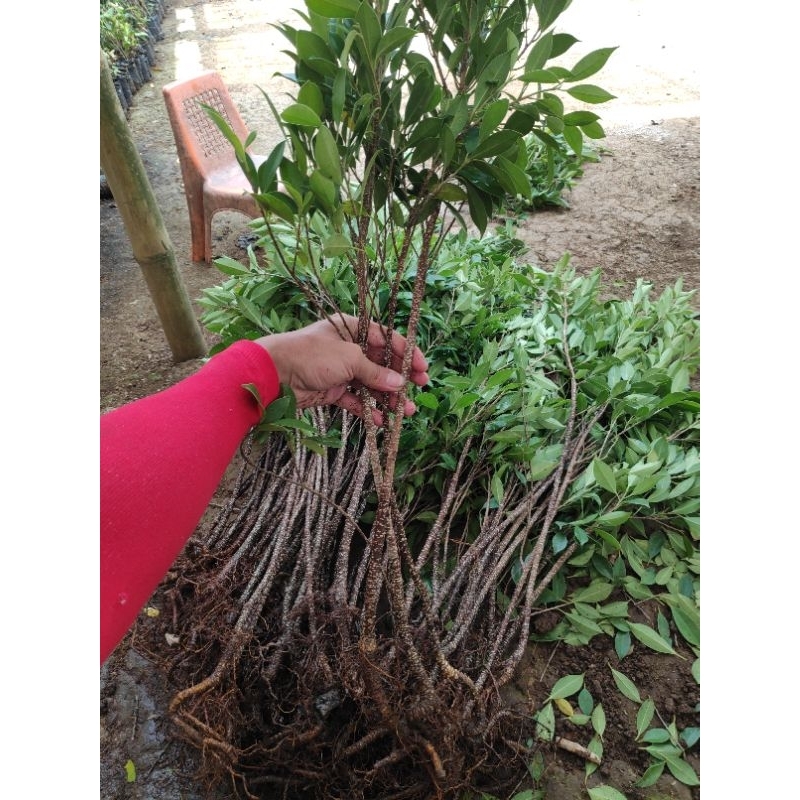 Bahan bonsai bibit beringin kimeng rawatan