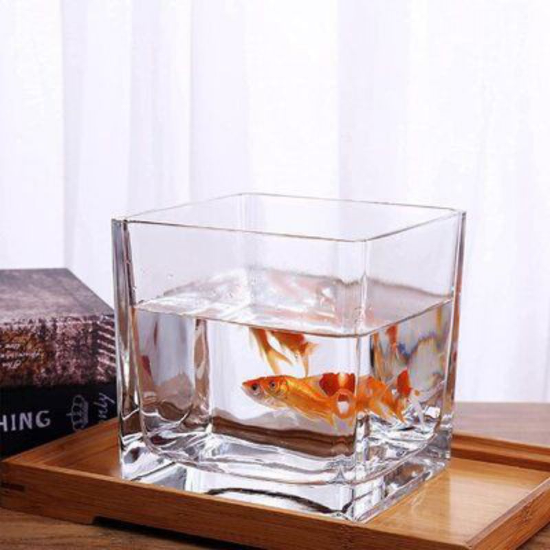 Akuarium Kaca Mini Kotak Persegi 12cm Aquarium Ikan Hias Kecil Cupang Guppy  Minimalis Aesthetic Bah