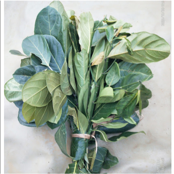 

Daun Nangka Segar Dipetik Saat Order Masuk