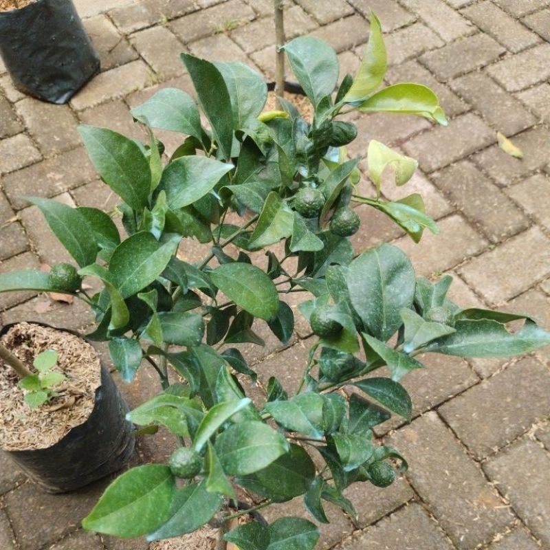 Bibit Citayam Berbuah Rimbun 3kg