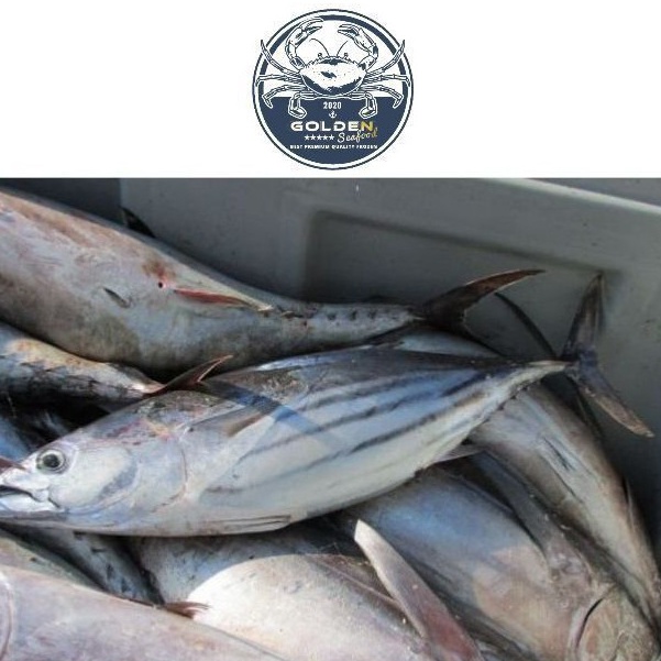 

COD TERMURAH ikan cakalang 1 kg beku kapal