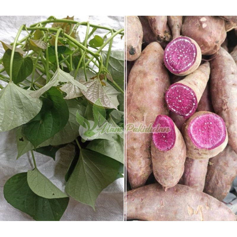 Bibit Umbi Jalar Ungu / Ubi Jalar Ungu Muda