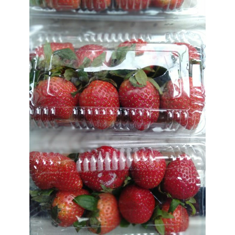 

Buah Strawberry petik segar
