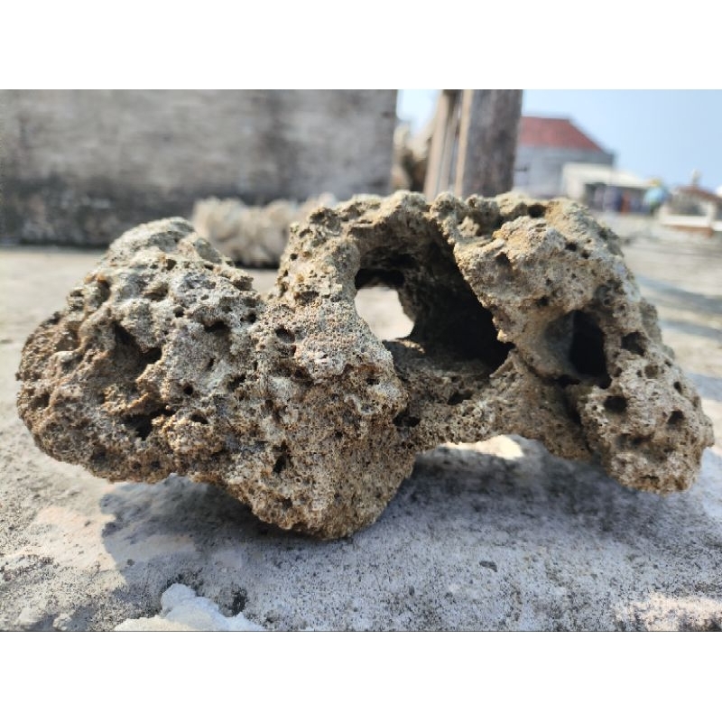 Batu karang bolong rumah ikan alami batu karang laut aquarium