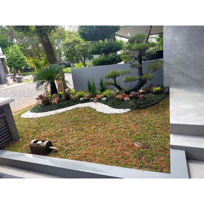 Taman bonsai cemara jepang + sikas